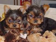 Two Cute teacup Yorkie Puppies for Adoption